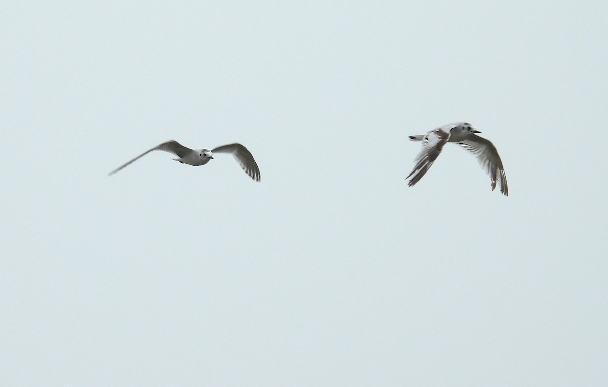 Little Gull - ML636388616