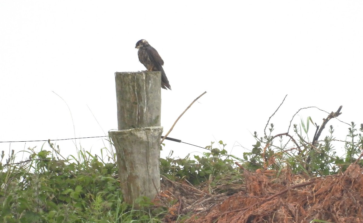 Eurasian Hobby - ML636388623