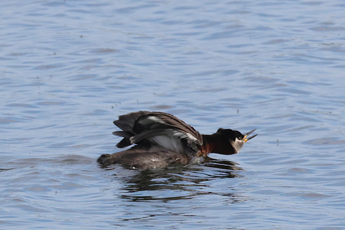 Red-necked Grebe - ML636388781