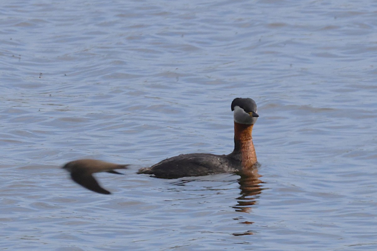 Red-necked Grebe - ML636388783