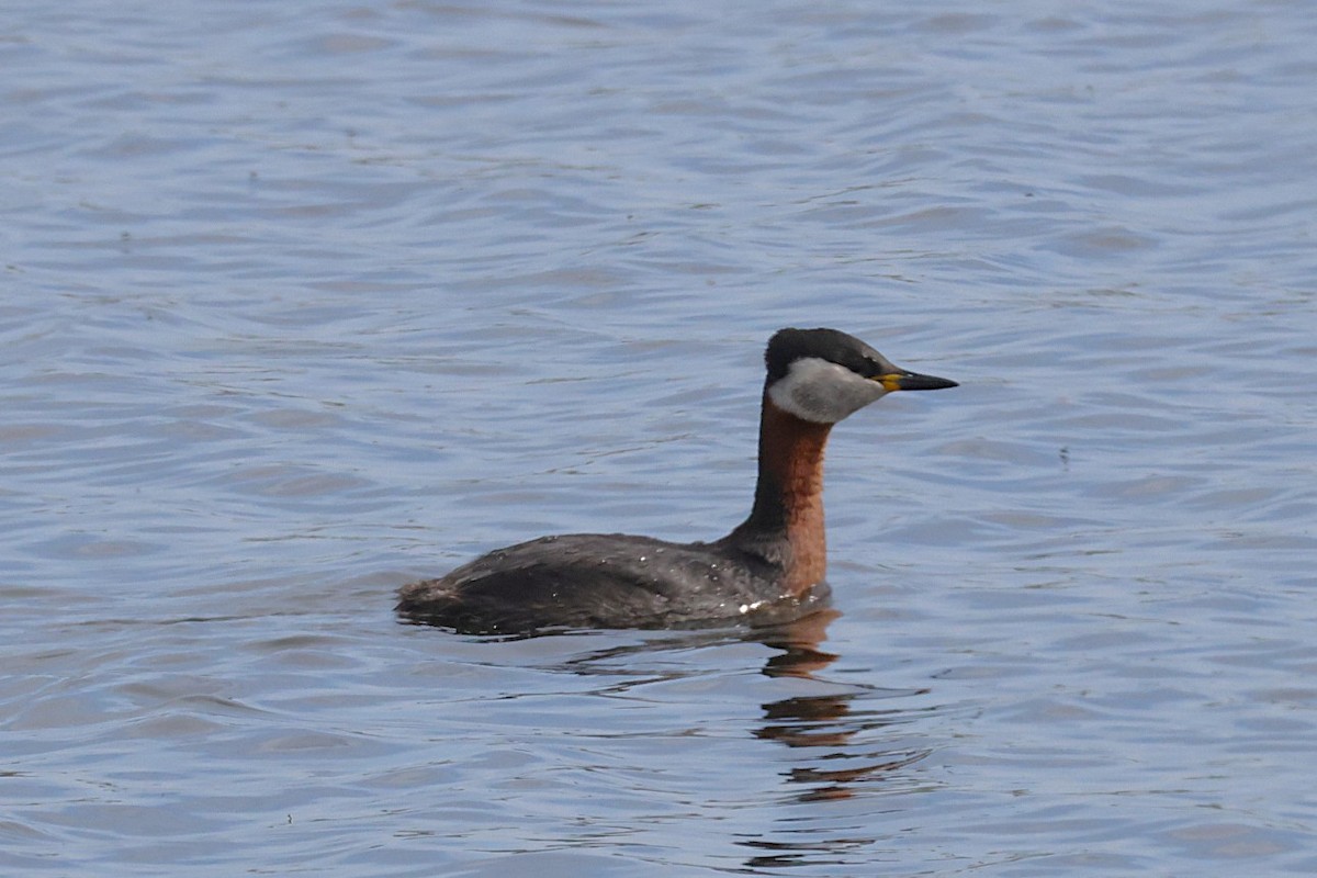 Red-necked Grebe - ML636388786