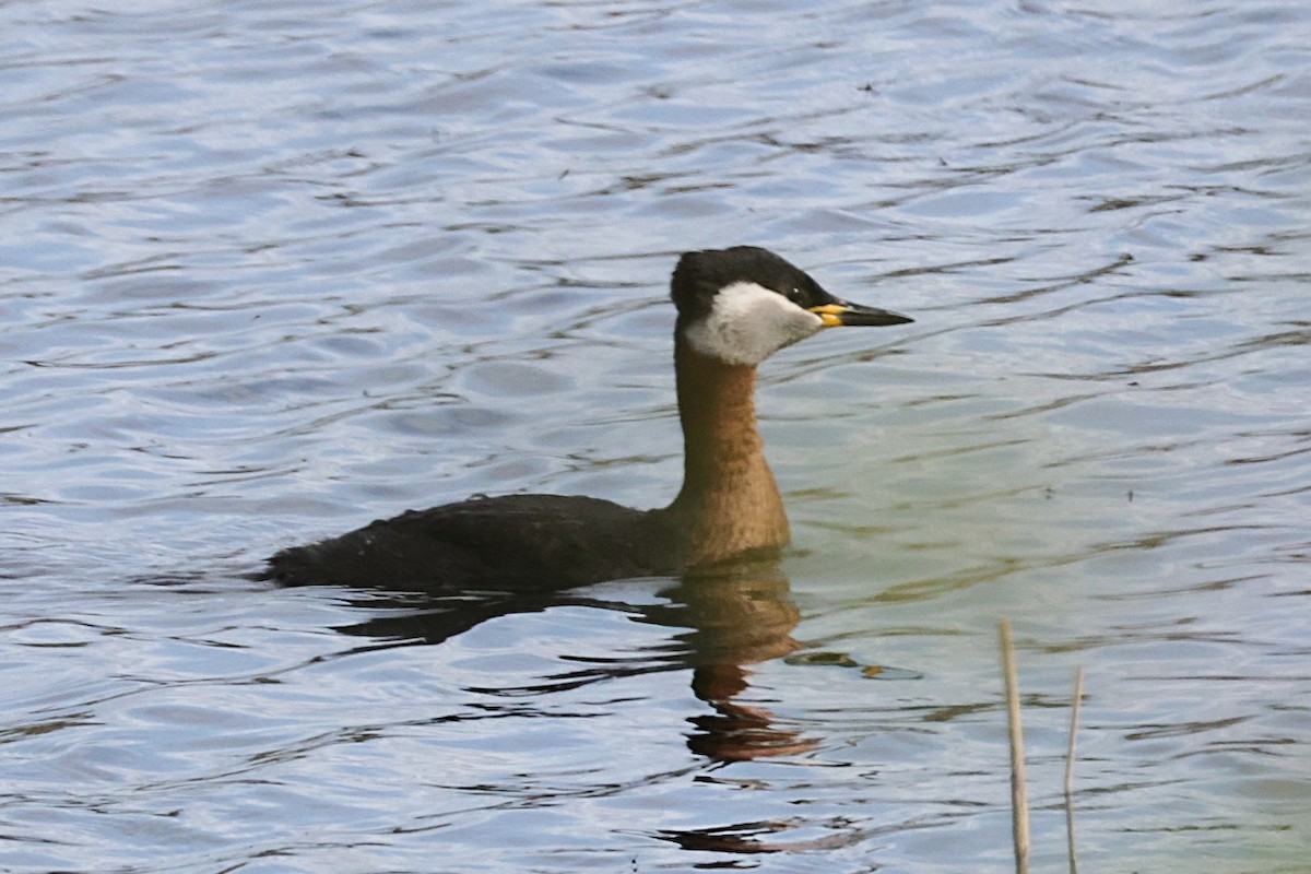 Red-necked Grebe - ML636388792