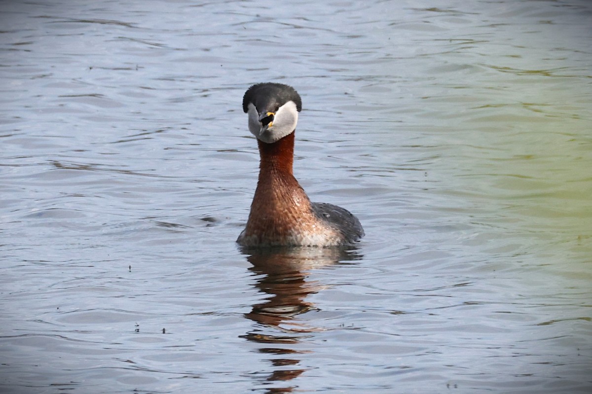 Red-necked Grebe - ML636388803