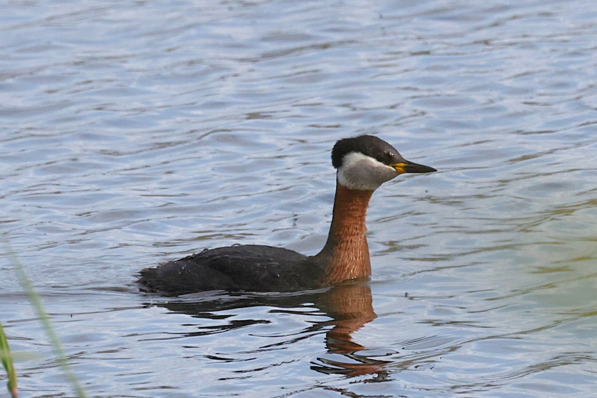 Red-necked Grebe - ML636388810