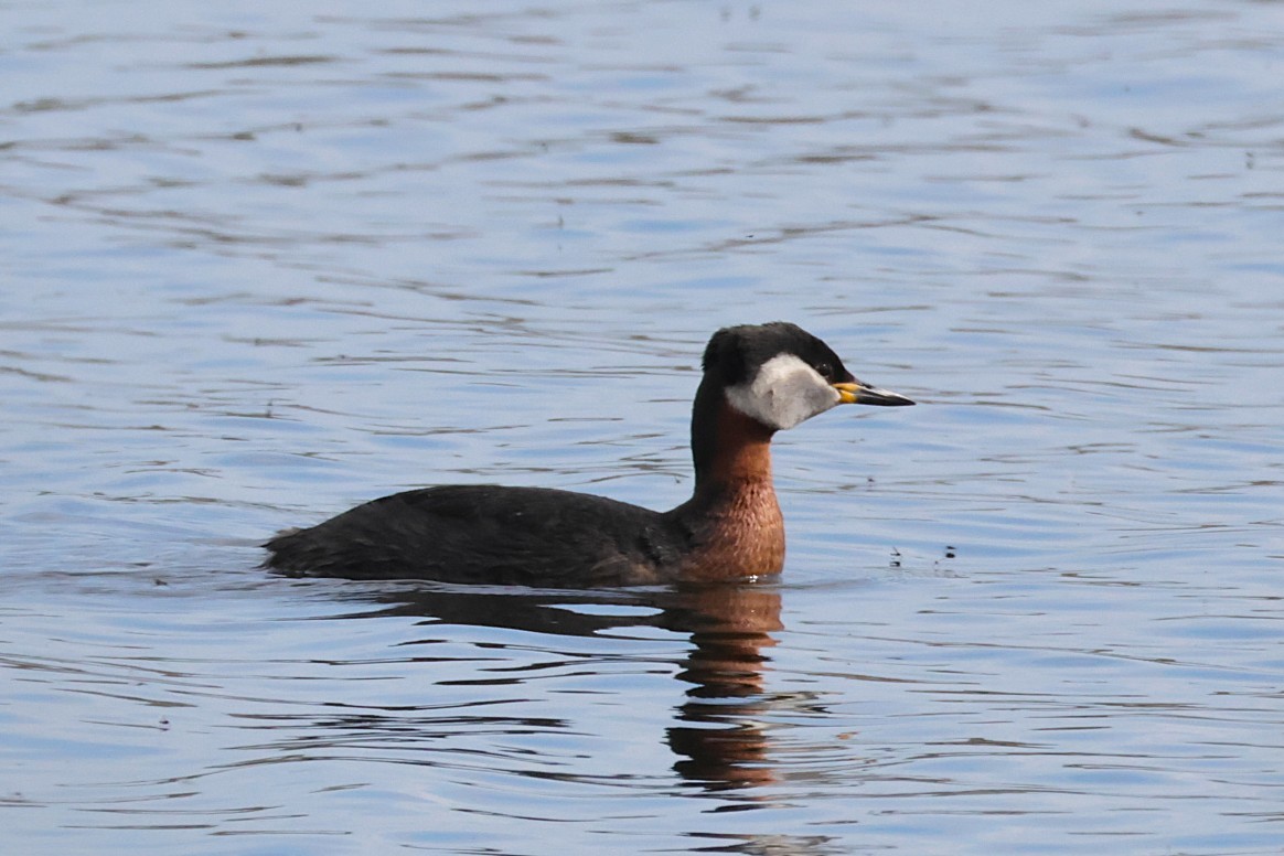 Red-necked Grebe - ML636388811