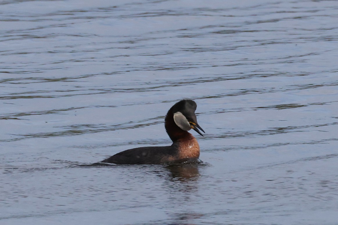 Red-necked Grebe - ML636388814