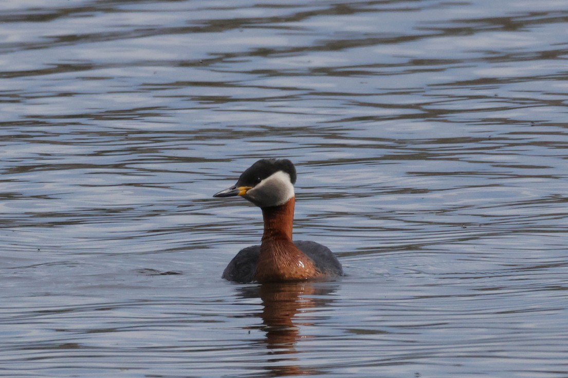 Red-necked Grebe - ML636388815