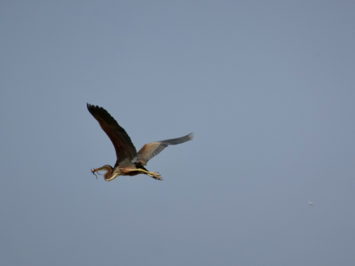 Purple Heron - ML636388819