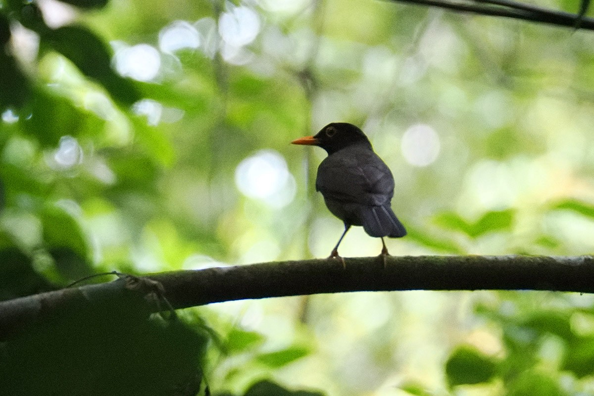 Black-hooded Thrush - ML636388883