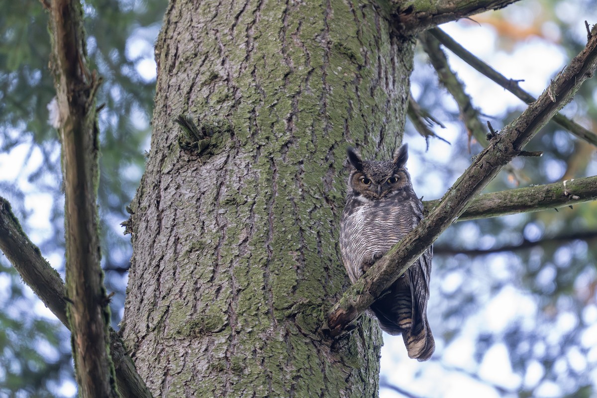 Great Horned Owl - ML636388905