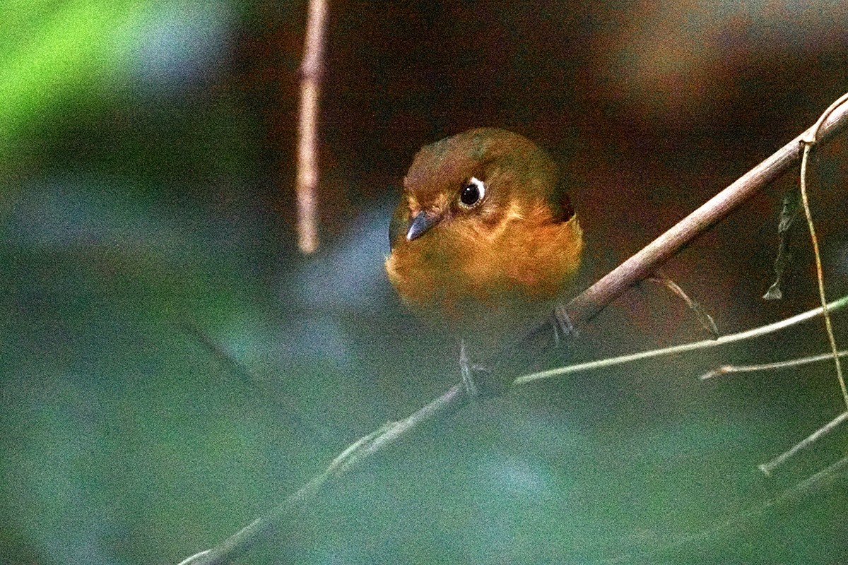 Rusty-breasted Antpitta (Rusty-breasted) - ML636388906