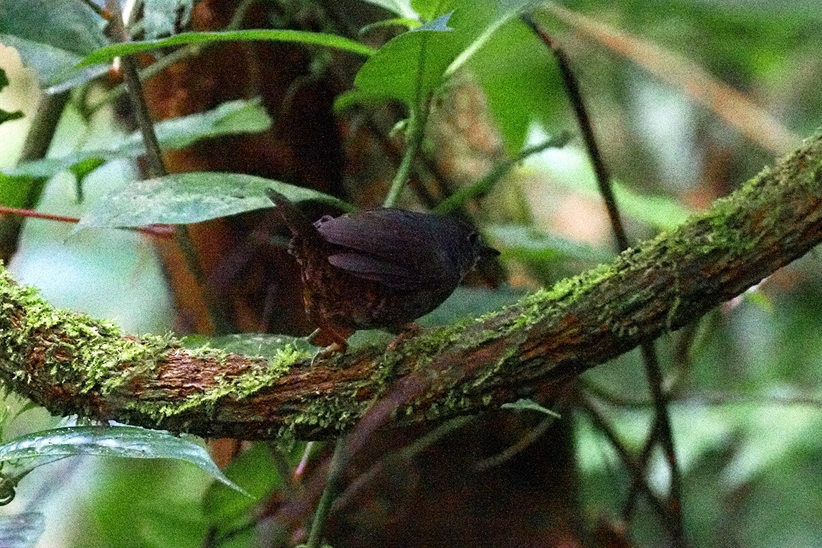 Santa-Marta-Tapaculo - ML636388915