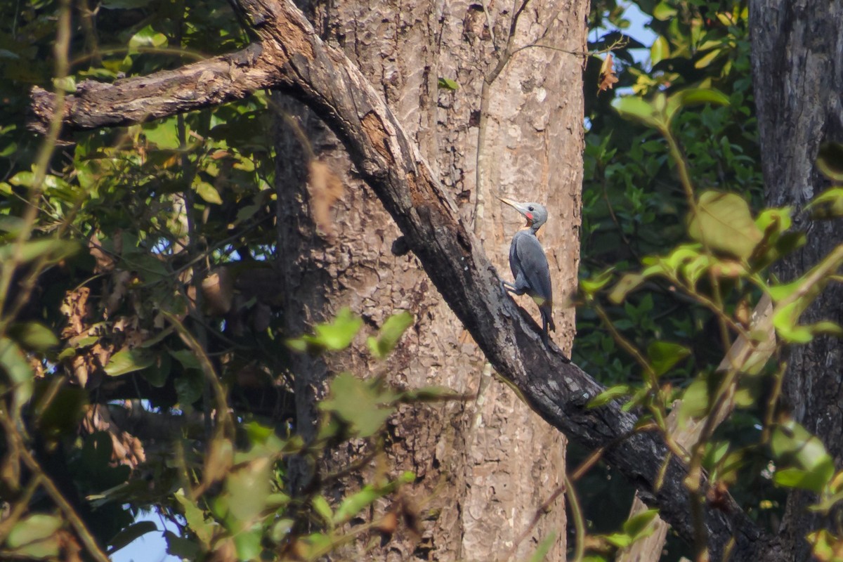 Great Slaty Woodpecker - ML636389003