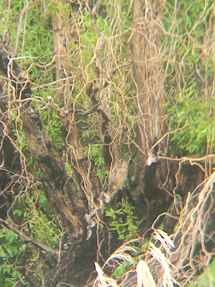 Long-eared Owl - ML636389048