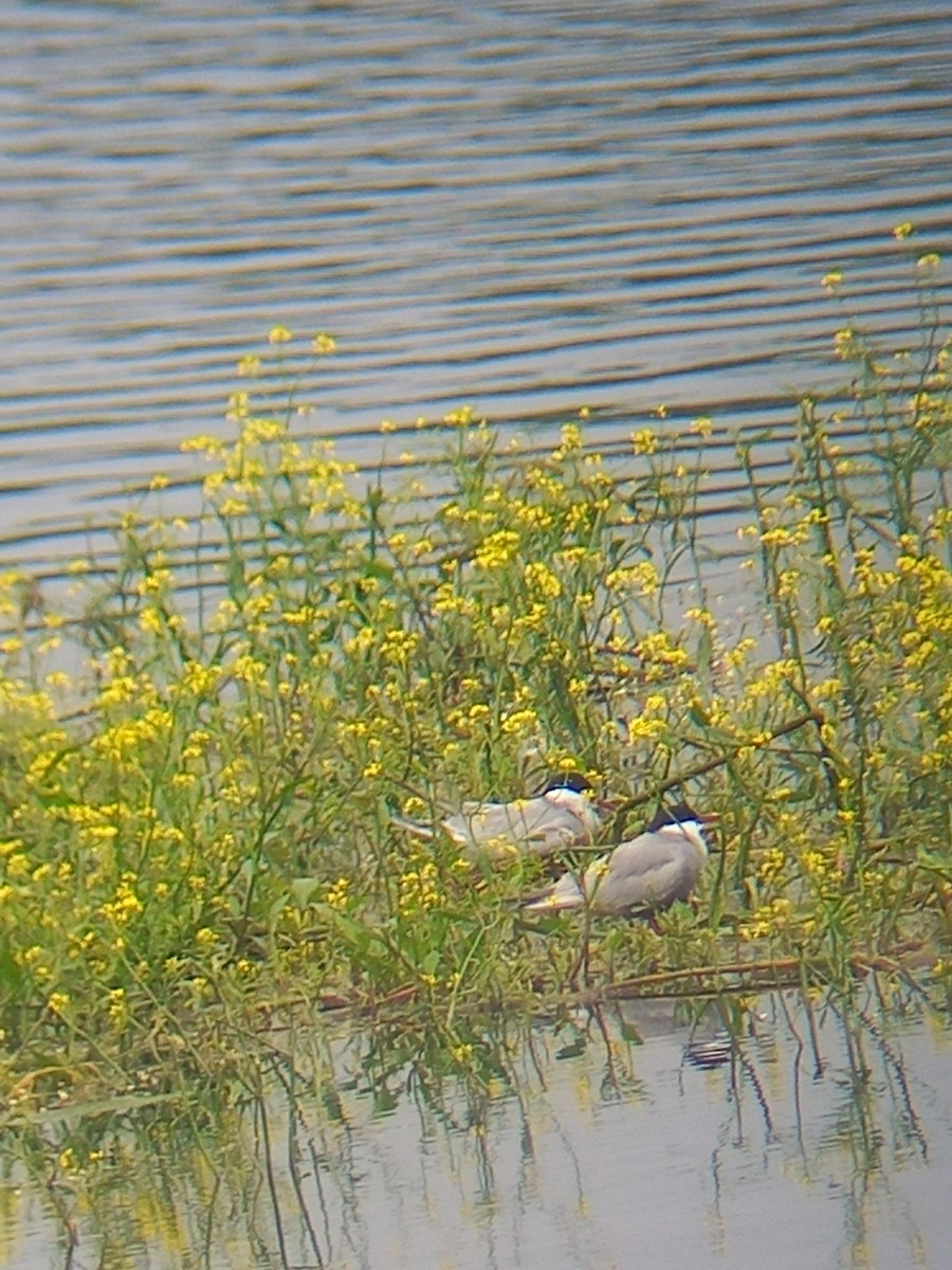 Whiskered Tern - ML636389053