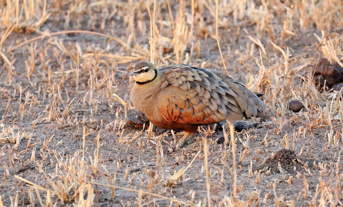 Yellow-throated Sandgrouse - ML636389141