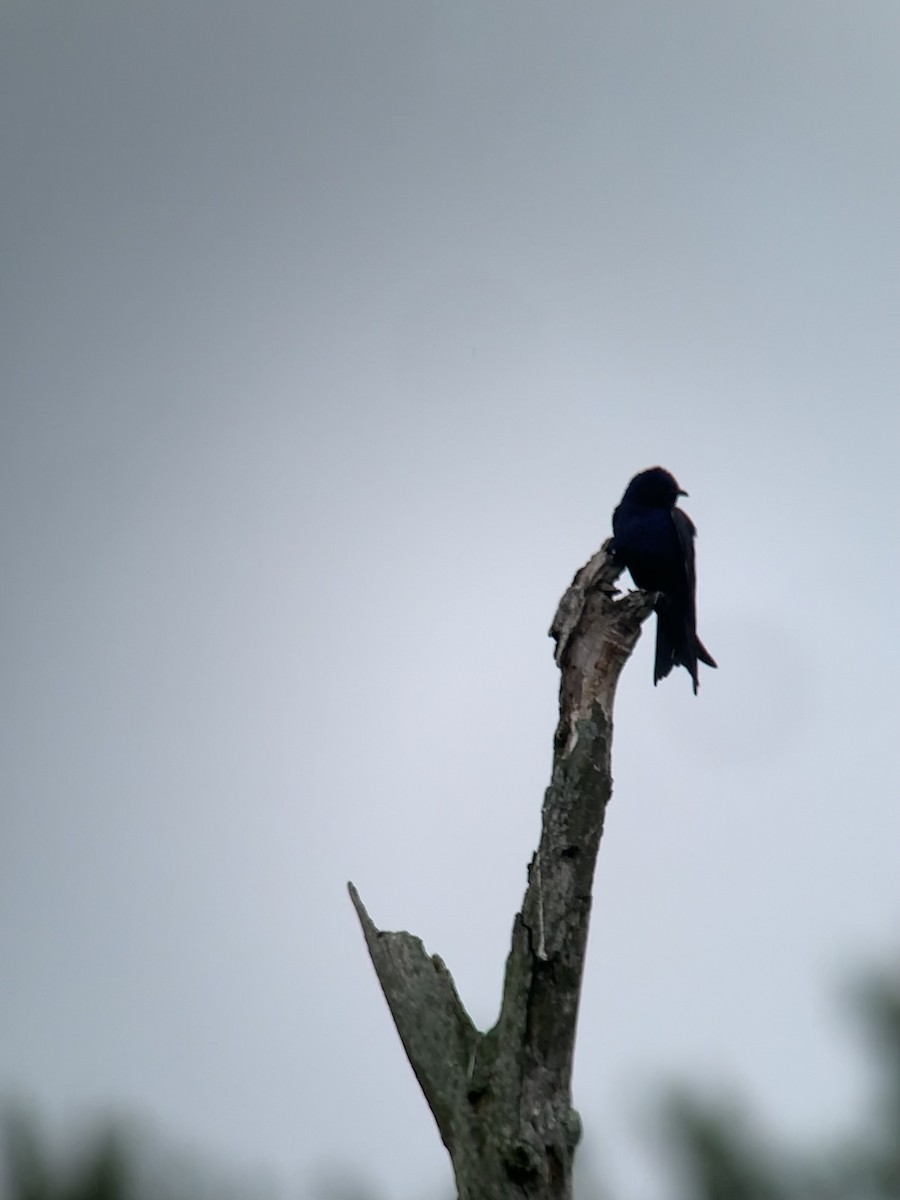 Purple Martin - ML636389165