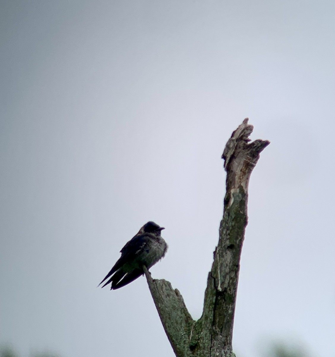 Purple Martin - ML636389166