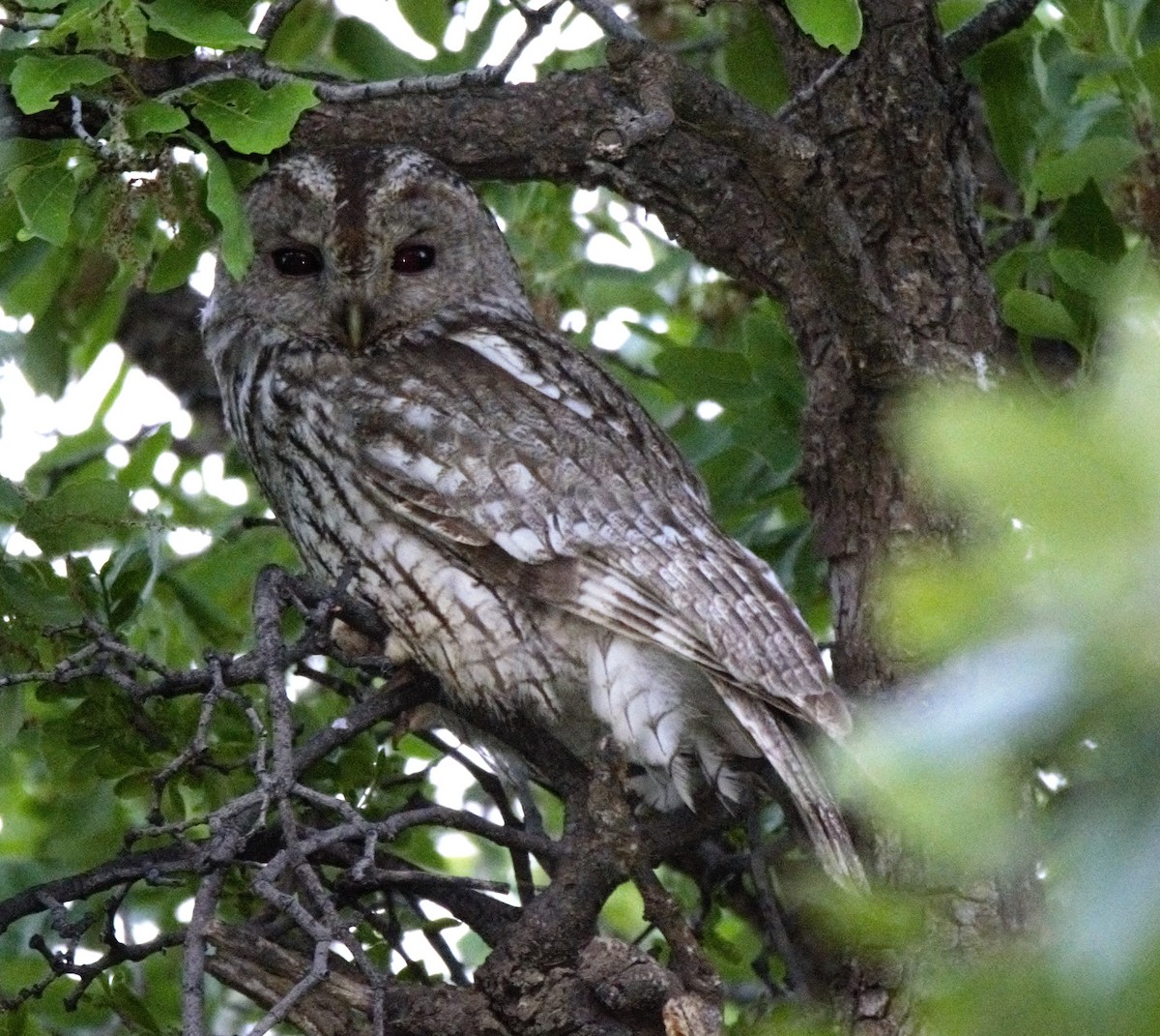 Tawny Owl - ML636389171