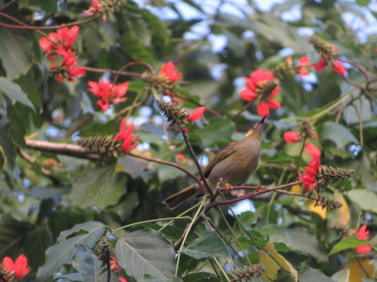 Eastern Wattled-Honeyeater - ML636389293