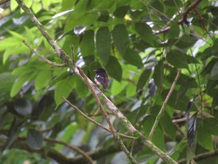 Pacific Robin (Samoan) - eBird