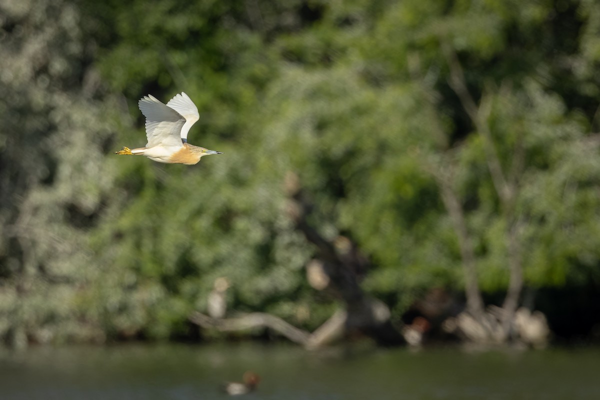 Squacco Heron - ML636389338