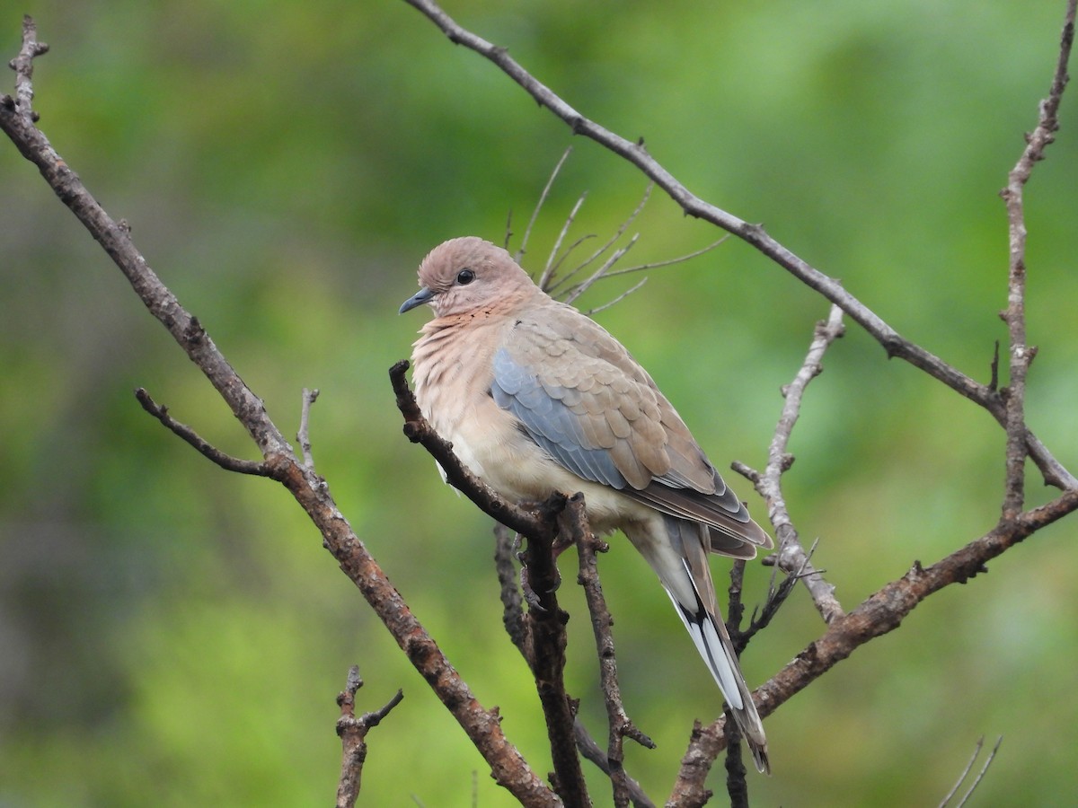Laughing Dove - ML636389358