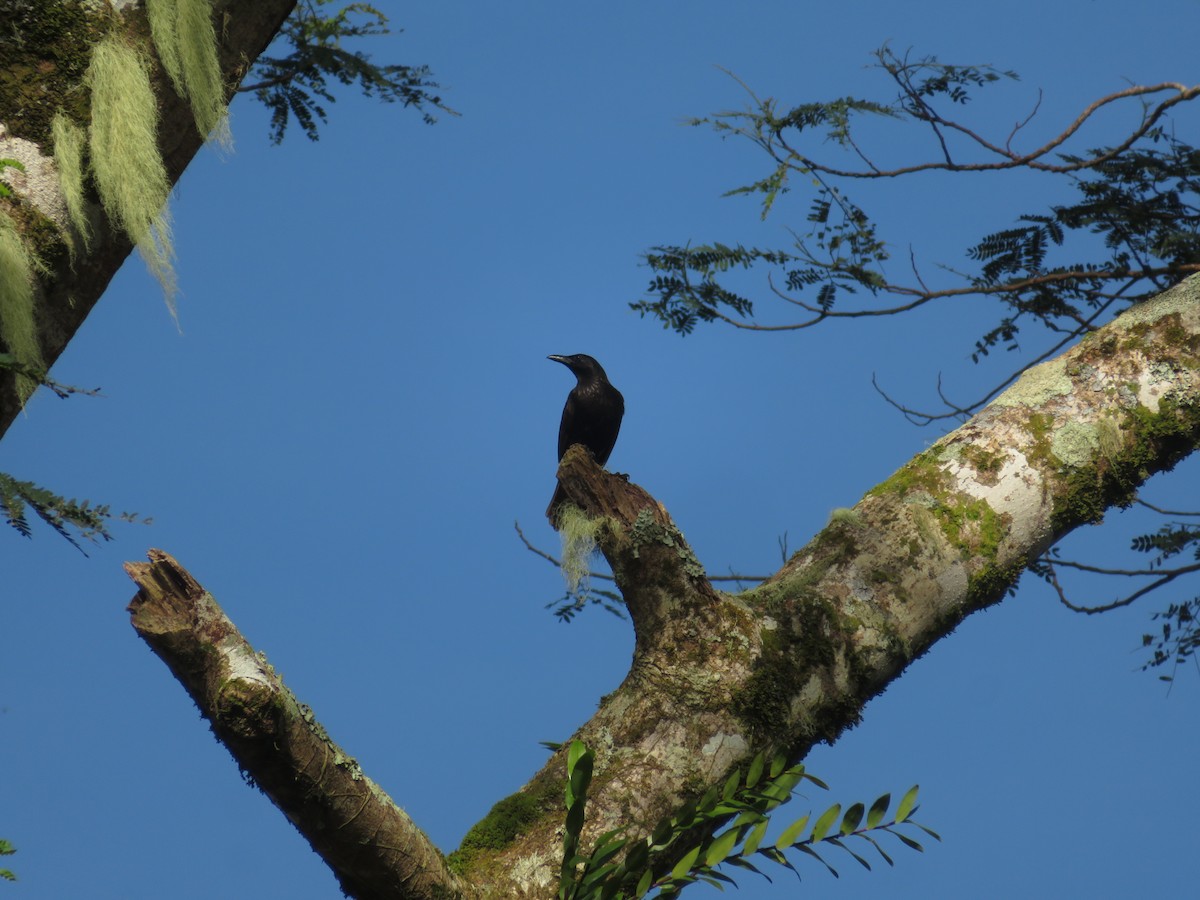 Samoan Starling - ML636389368