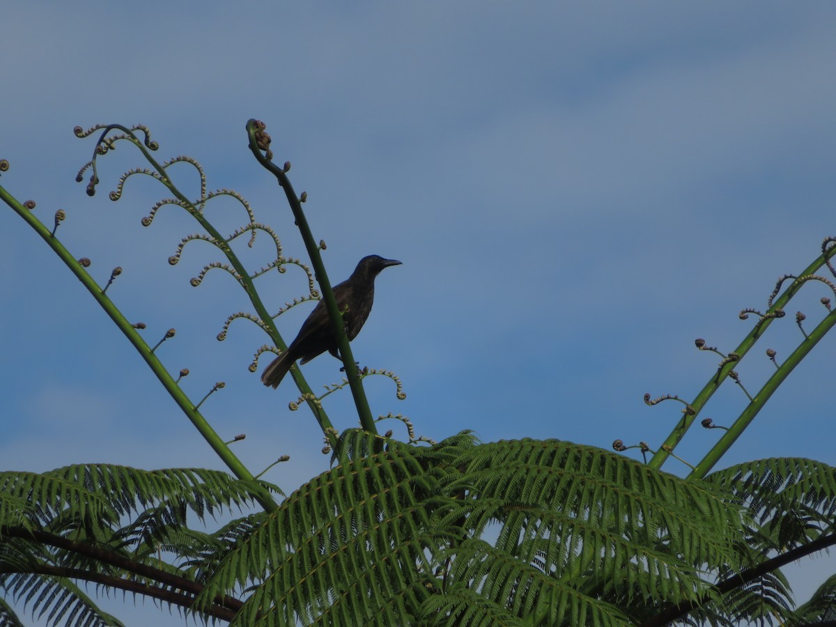 Samoan Starling - ML636389387