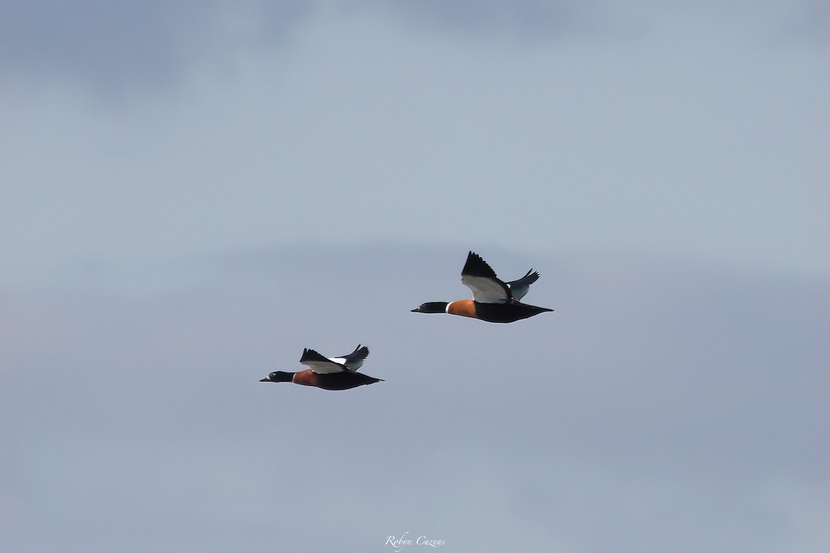 Australian Shelduck - ML636389408