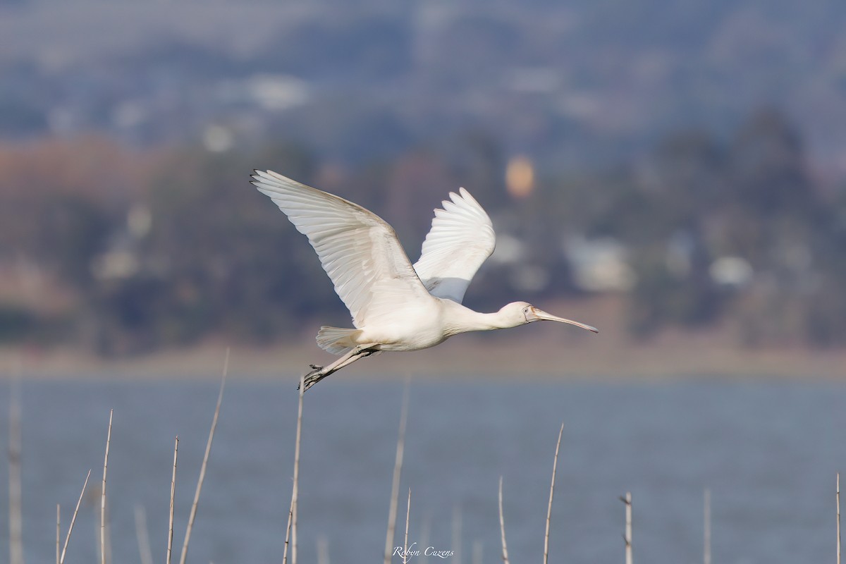 Yellow-billed Spoonbill - ML636389416