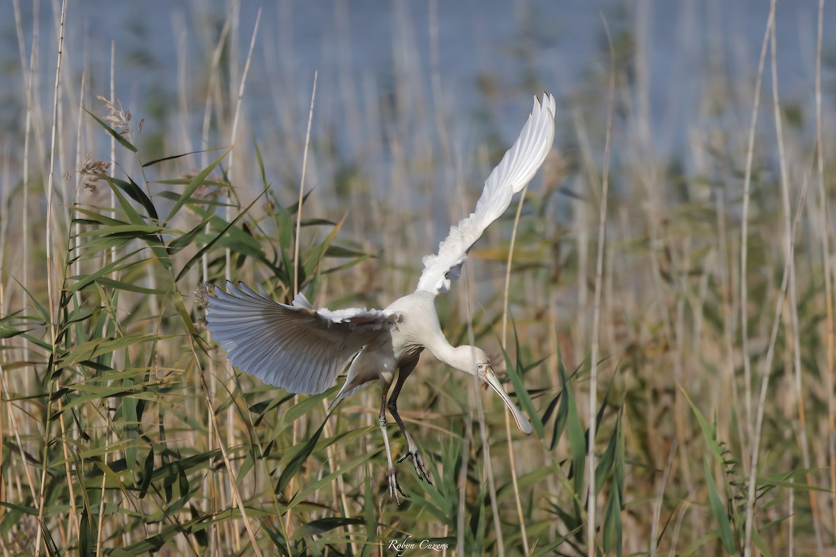 Yellow-billed Spoonbill - ML636389417