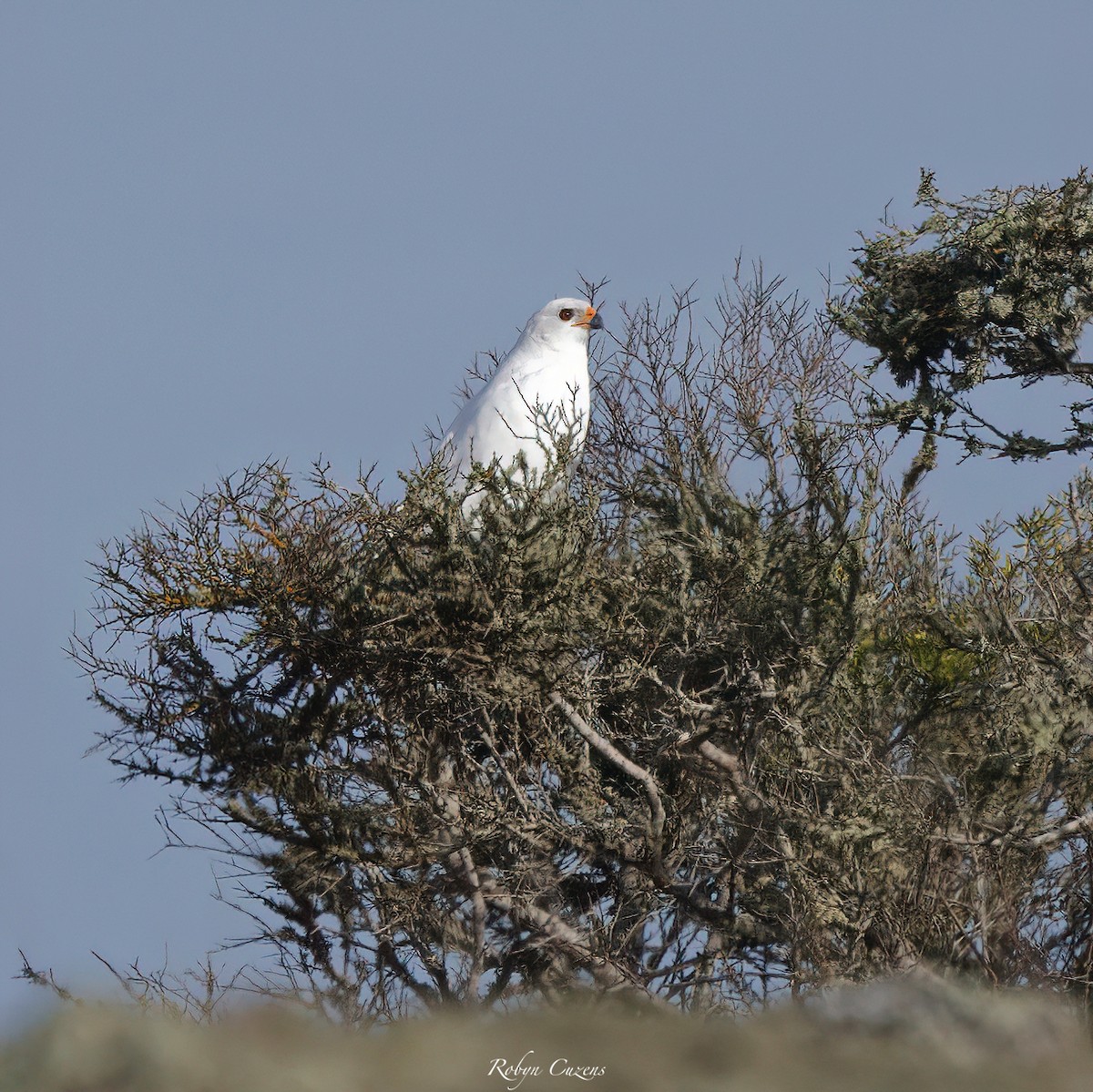 Gray Goshawk - ML636389425
