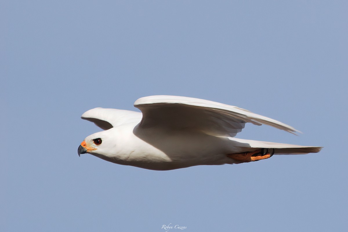 Gray Goshawk - ML636389427