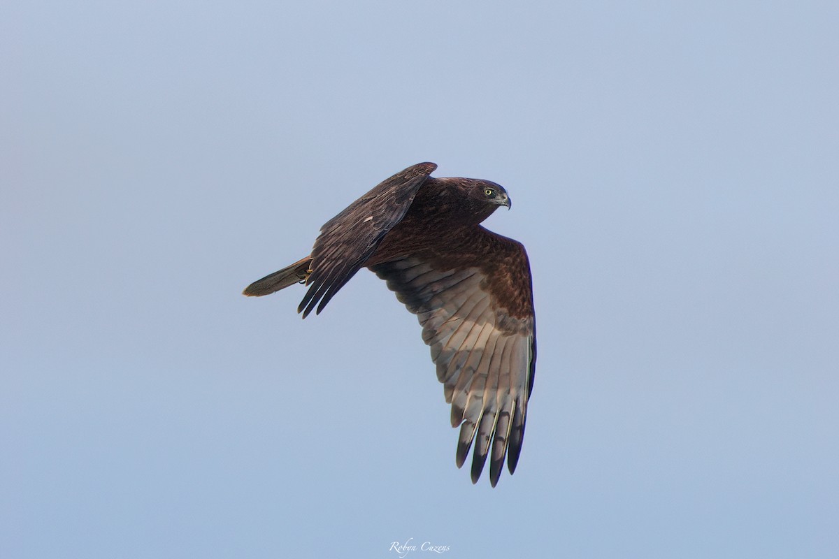 Swamp Harrier - ML636389436