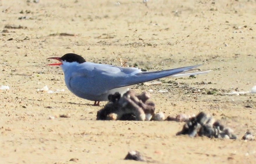 Arctic Tern - ML636389451