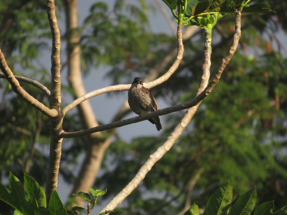 Polynesian Starling - ML636389459