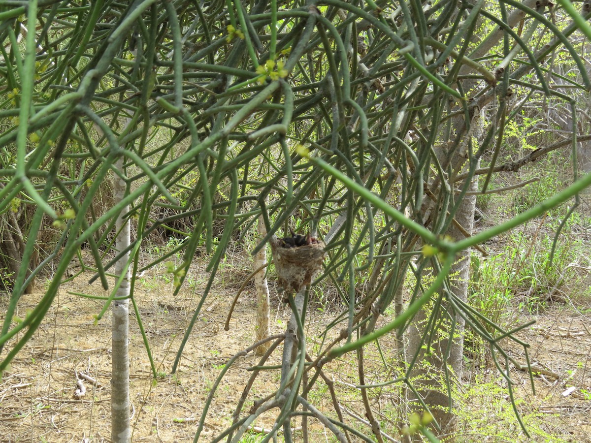 Malagasy Paradise-Flycatcher - ML636389552