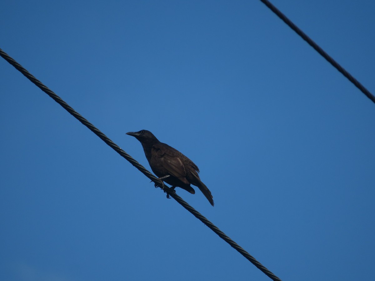 Samoan Starling - ML636389580