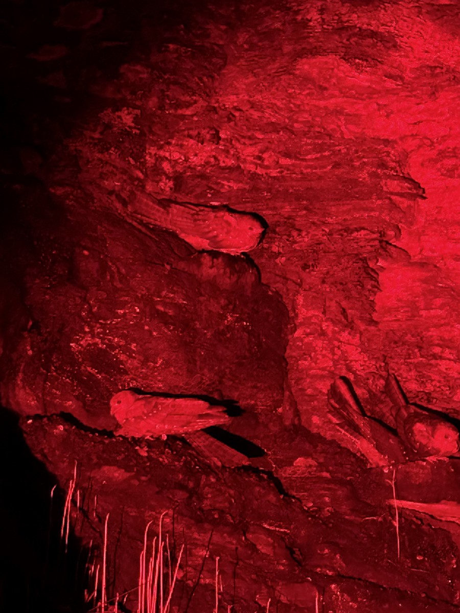 Oilbird - ML636389602