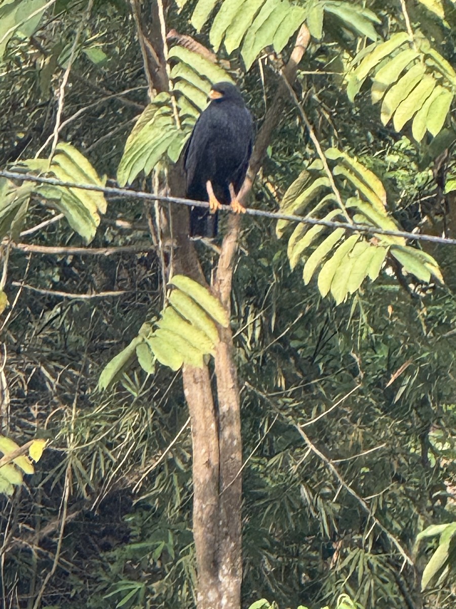 Common Black Hawk - ML636389623