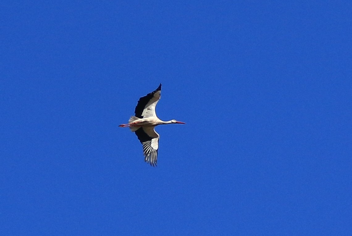 White Stork - ML636389641