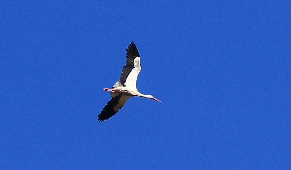 White Stork - ML636389648