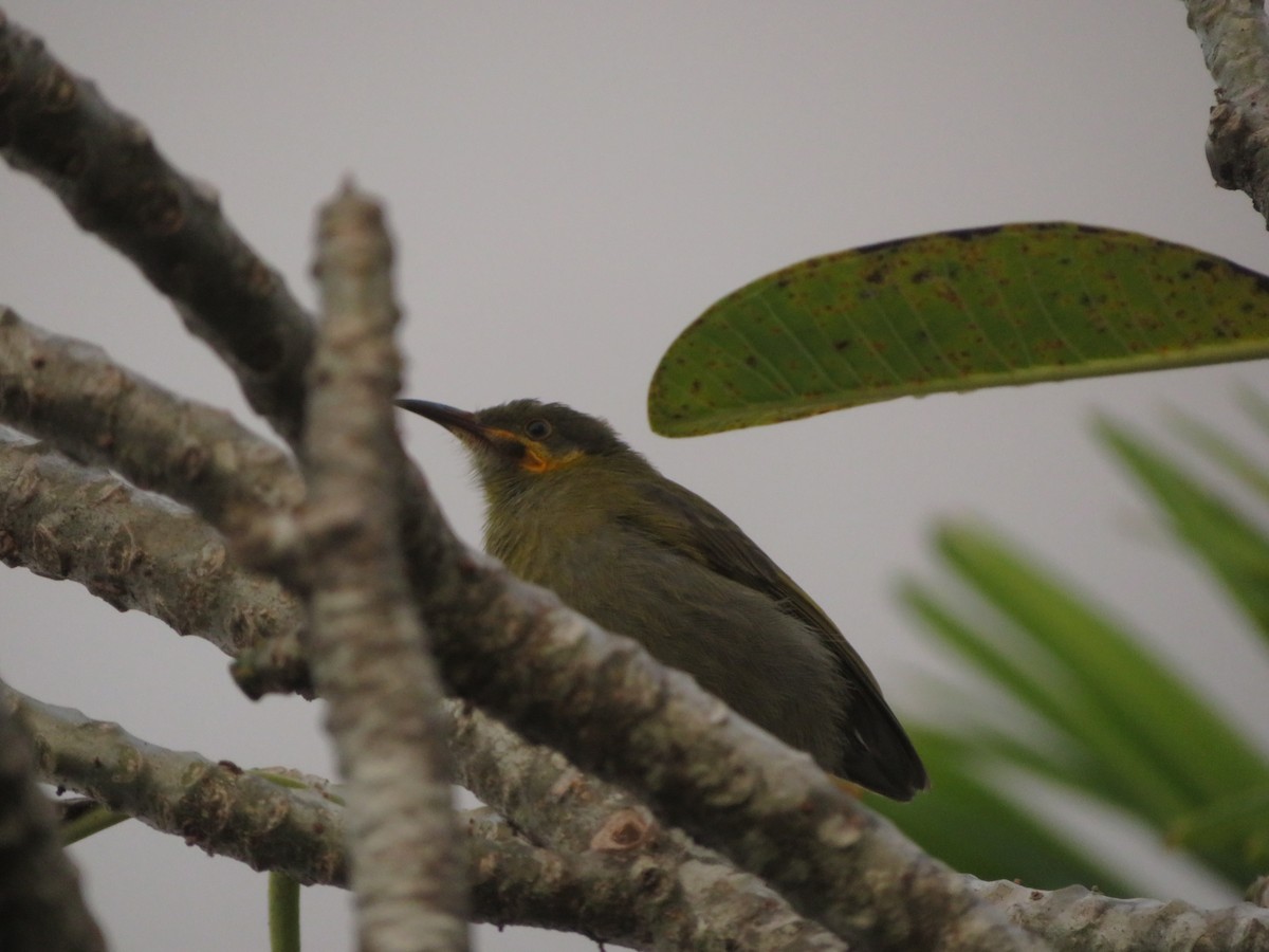 Eastern Wattled-Honeyeater - ML636389651