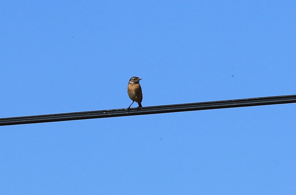 European Stonechat - ML636389657