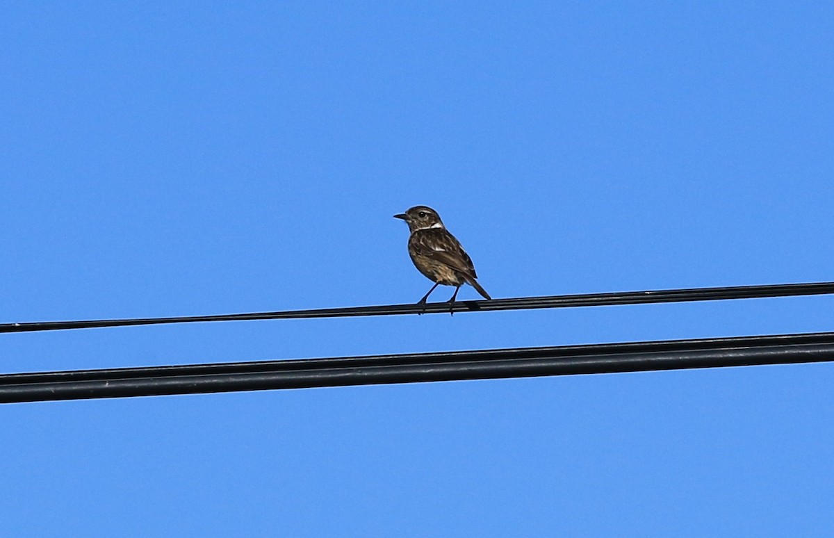 European Stonechat - ML636389661