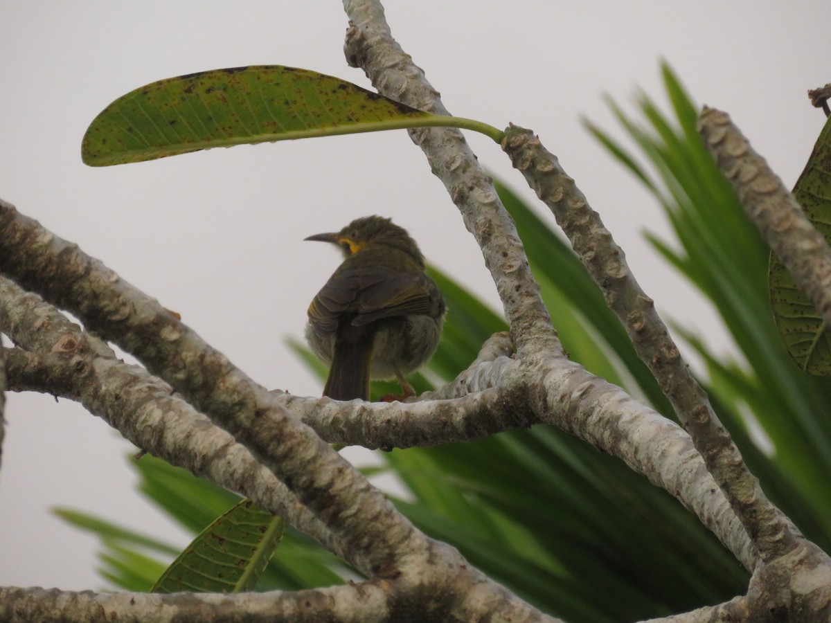 Eastern Wattled-Honeyeater - ML636389669