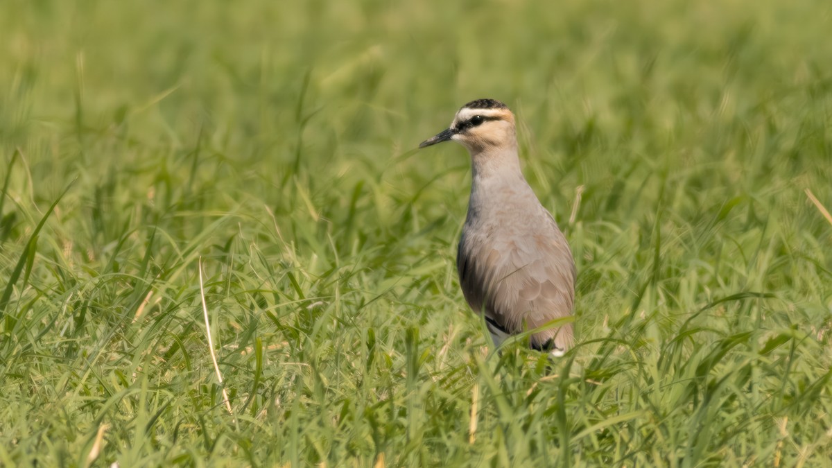 Sociable Lapwing - ML636389685
