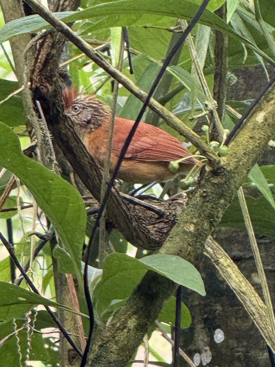 Barred Antshrike - ML636389687
