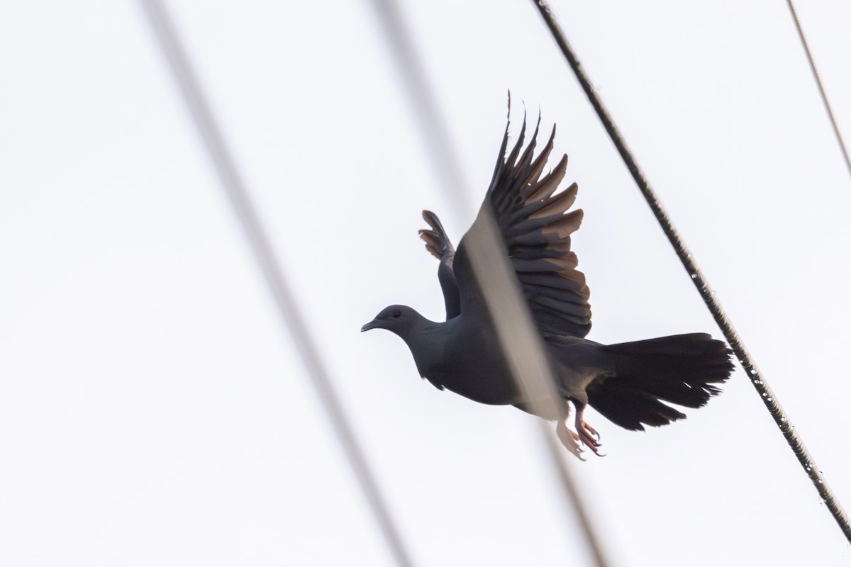 Black Wood-Pigeon - ML636389709